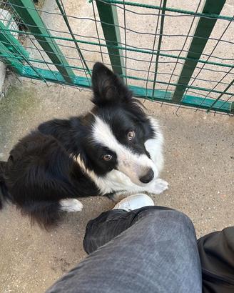 Bordercollie