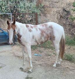 Puledra paint