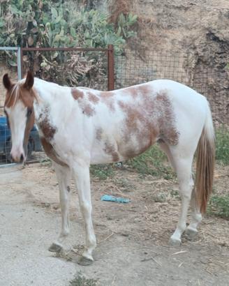 Puledra paint