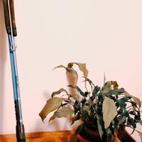 Fucile subacqueo Technisub