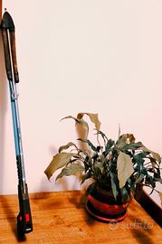 Fucile subacqueo Technisub