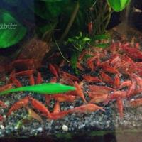 Gamberetti Red Cherry