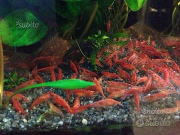 Gamberetti Red Cherry