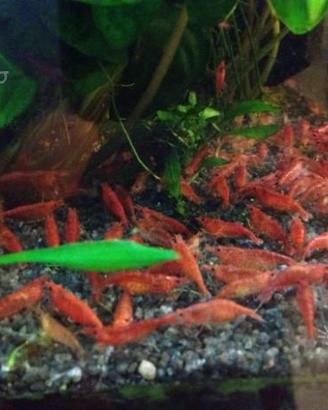 Gamberetti Red Cherry