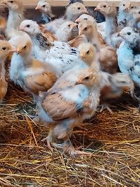 Brahama polli gallina gallo