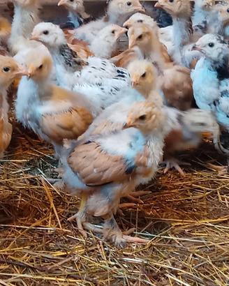 Brahama polli gallina gallo