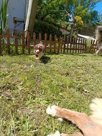 Cuccioli di Pastore Australiano