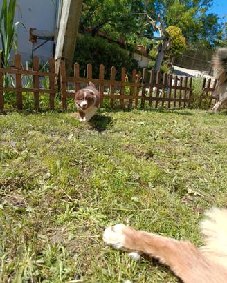 Cuccioli di Pastore Australiano