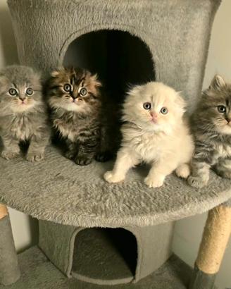 Cuccioli di razza Scottish Stupendi 