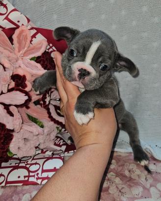 Bulldog francese