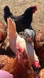 Galline, gallinelle covatrici nate in purezza