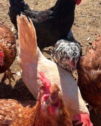 Galline, gallinelle covatrici nate in purezza