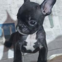 Cucciolo bulldog francese