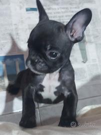 Cucciolo bulldog francese