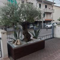 Ulivo ornamentale con vasca in acciaio inox