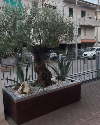 Ulivo ornamentale con vasca in acciaio inox