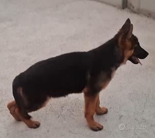 animali