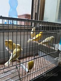 Uccelli