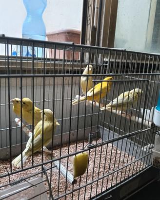 Uccelli