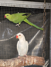 Parrocchetti dal collare