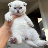 Cuccioli british shorthair o scottish fold