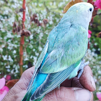 Inseparabili : allevati amano