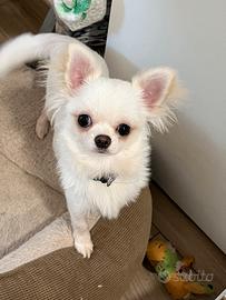 Chihuahua pelo lungo