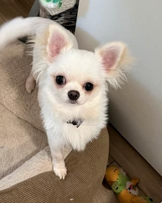 Chihuahua pelo lungo