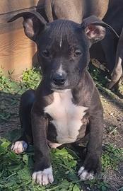 Pitbull ukc