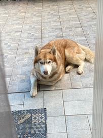 Husky Siberiano