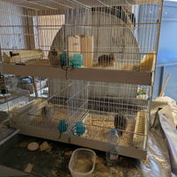 Quaglie,gabbia, incubatrice