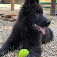 Cucciolo pastore tedesco nero a pelo lungo