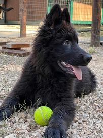 Cucciolo pastore tedesco nero a pelo lungo