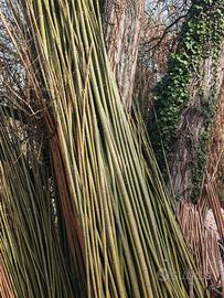 canne di Bamboo 