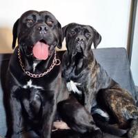 Cuccioli cane corso