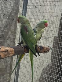 Pappagallo Grande alessandrino