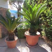 Coppia cicas (cycas)
