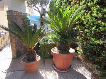 Coppia cicas (cycas)