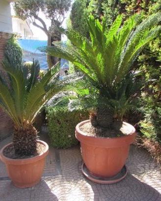 Coppia cicas (cycas)