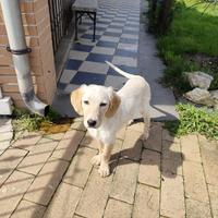 Cagnolina simil setter in adozione
