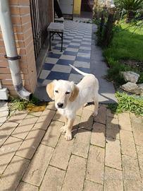 Cagnolina simil setter in adozione