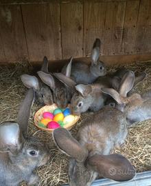 Conigli giganti