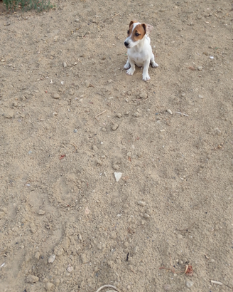 Jack Russel