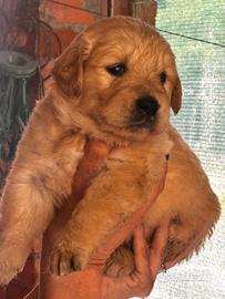 Cuccioli di golden retriever