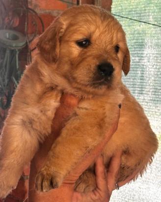 Cuccioli di golden retriever