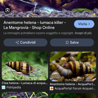 Helena killer lumache