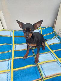 Cani pincer
