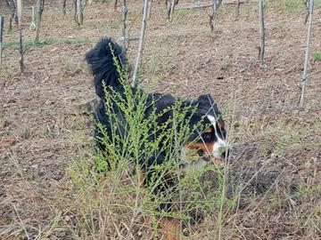 Due Bovari del Bernese Grandi in Adozione