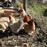 Galli Di Cocincina