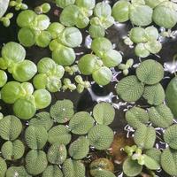 Piante Galleggianti Acqario Dolce (Mix 5€)